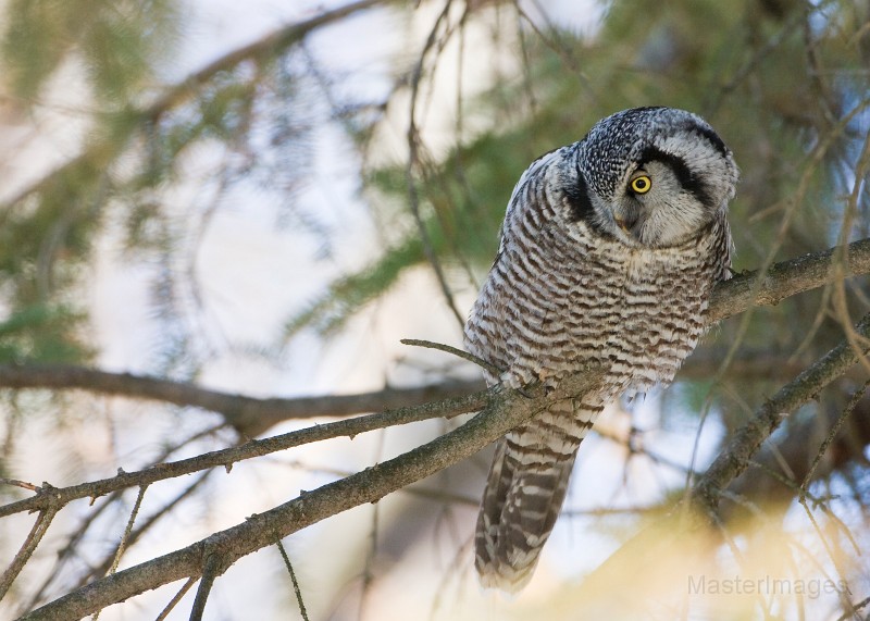 IMG_6788c.jpg - Northern Hawk-Owl (Surnia ulula)